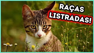 10 Raças de Gatos com Padrões Únicos de Pelo Manchado ou Listrado