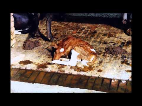 Sadaputa Prabhu - Bizzare and Far Out 1