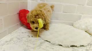 トイプードルの動画02