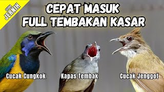 Download lagu Masteran Full Tembakan Kasar Cepat Masuk | Cucak Jenggot - Kapas Tembak - Cucak Cungkok mp3