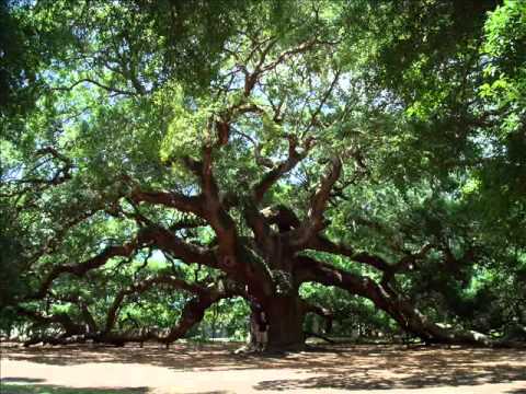 Bill Phillips "Tall Oak Tree"