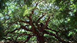 Bill Phillips &quot;Tall Oak Tree&quot;
