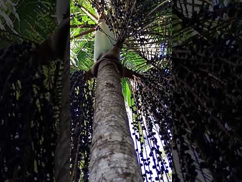 Açaí da mata #codajas #amazonas