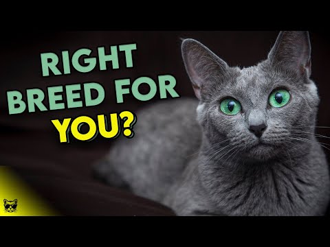 Is The RUSSIAN BLUE Cat The RIGHT Breed For You? Find Out Now!
