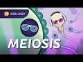 Meiosis Why Are All Humans Unique Crash Course Biology 30