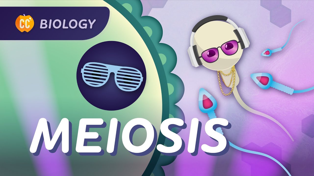 Meiosis: Why Are All Humans Unique?: Crash Course Biology #30