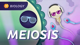 Why Are All Humans Unique? Meiosis: Crash Course Biology #30