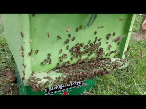 bleta punetore🐝🐝🐝