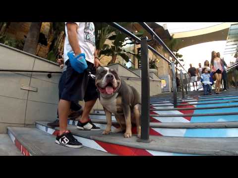 House of Blue Pits' King Triton