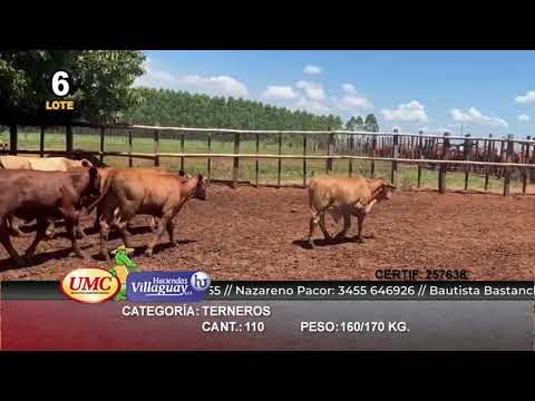 Lote 110 Terneros en Virasoro, Corrientes