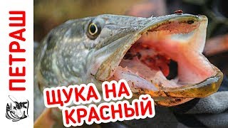 Ссылка