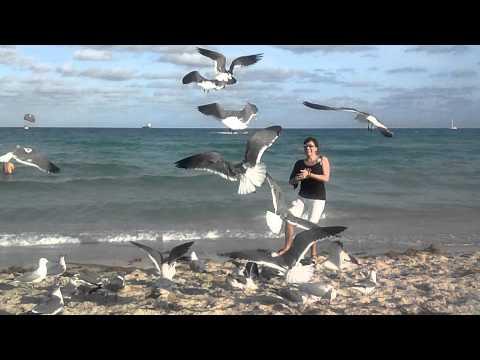 Birds attack loco Lady X miami beach