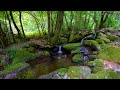Forest Ambience Water Sounds Birds Singing ASMR