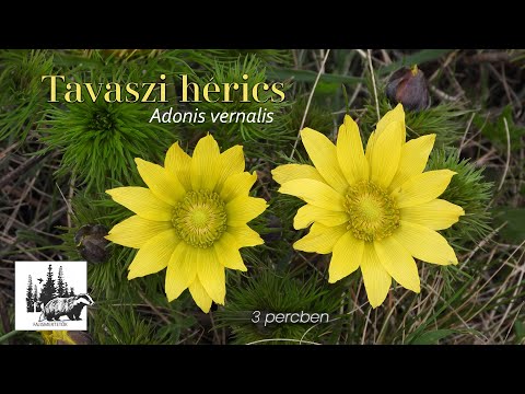 Tavaszi hérics