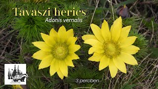 Tavaszi hérics – fajismertető videó