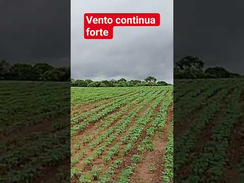 VENTO CONTINUA FORTE NO INTERIOR DE SÃO PAULO... ITIRAPINA SP #alerta #chuvas