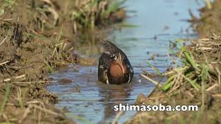 タマシギのペアとジャワアカガシラサギ(動画あり)