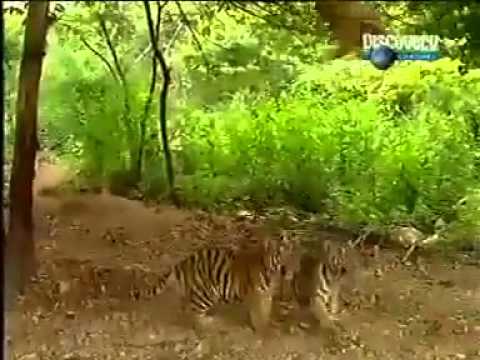 tiger & monkey joke