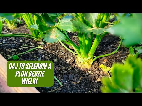 How to fertilize celery in July? The most important thing to fertilize celery in July. What to fe...