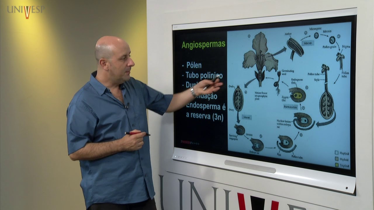 Taxonomia Vegetal - Aula 08 - Espermatófitas II- Angiospermas -  Angiospermas basais