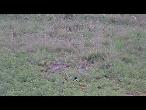 Djuma: Blacksmith Lapwing sitting on its nest - 10:50 - 11/08/2023