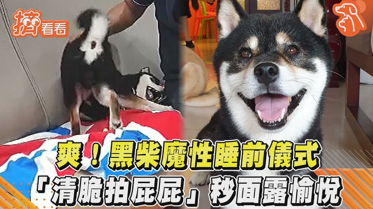 影音/爽!黑柴魔性睡前儀式 「清脆拍屁屁」秒面露愉悅