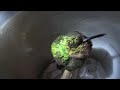 Chrapajici kolibrik (Tearon) - Známka: 1, váha: obrovská