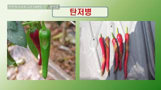 친환경 다수확 고추 재배법 7