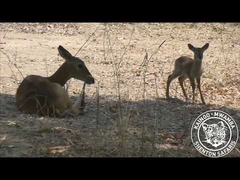 Baby puku takes his first steps, then suckles some milk from mum