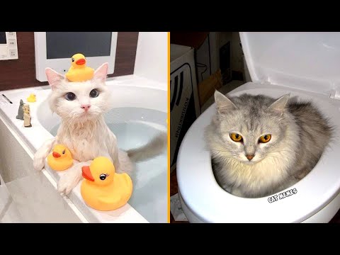 Funniest Cats 😂 Best Drawn Cat Memes Videos 2023 😅 Funny Cats Video
