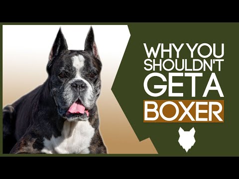 BOXER! 5 Reasons you SHOULD NOT GET A Boxer Puppy!