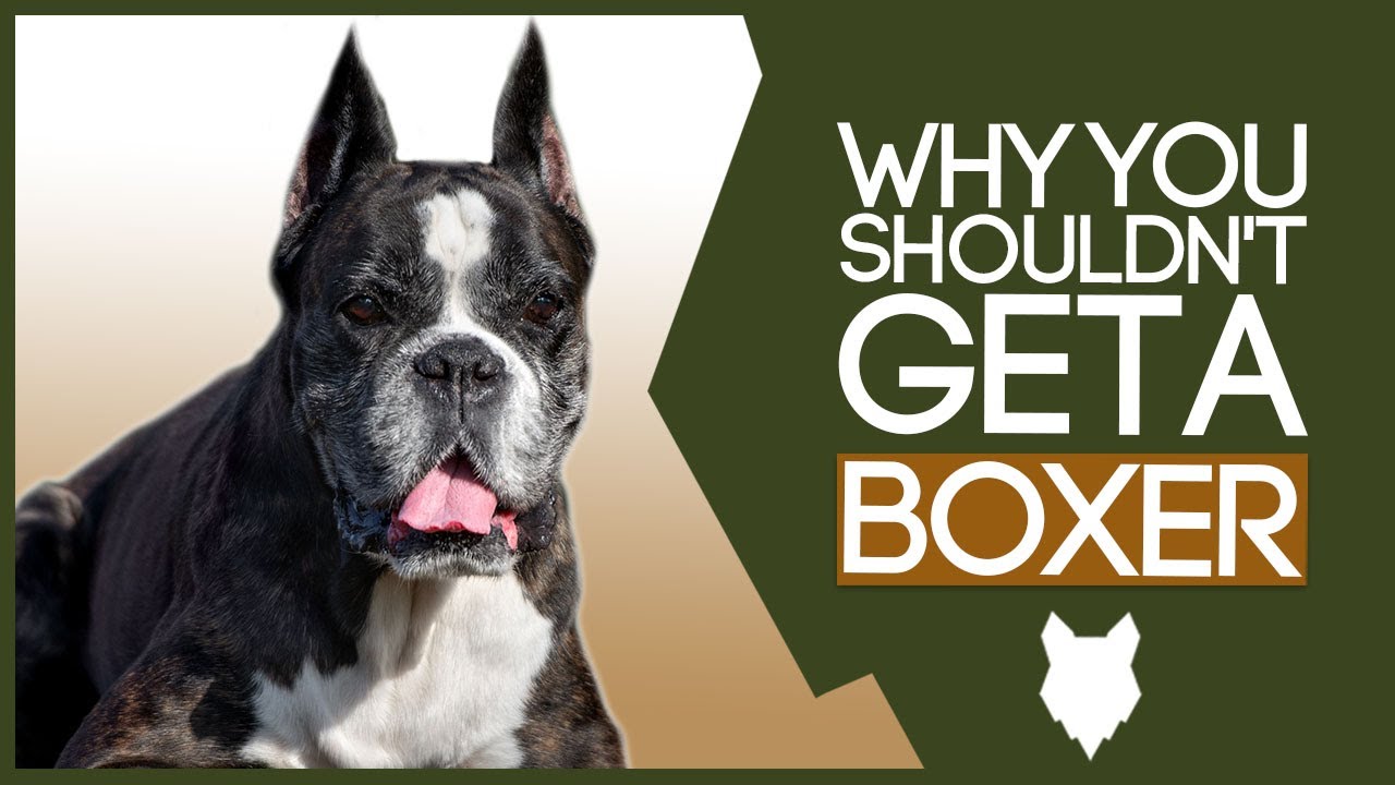 Watch video BOXER! 5 Reasons you SHOULD NOT GET A Boxer Puppy! Now BOXER! 5 Reasons you SHOULD NOT GET A Boxer Puppy!