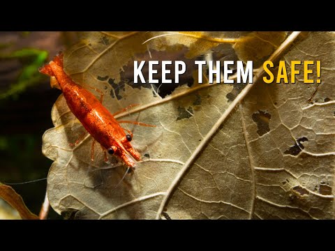 Keep Your Neocaridina Shrimp Healthy & THRIVING While On Vacation