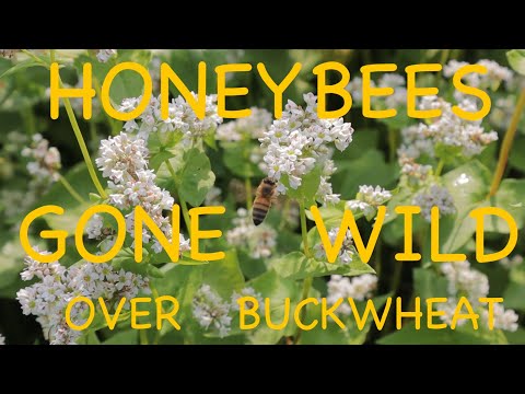 HONEYBEES GO CRAZY FOR BUCKWHEAT!