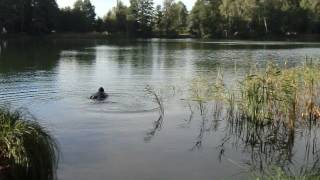 See Helly Hansen grau_gelb 01