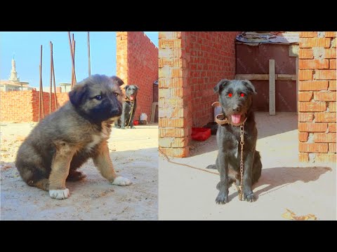 ferocious puppy  Most Aggressive Real Giant EGYPTING KANGAL DOG ​​🔥🔥 #shorts #DPG39