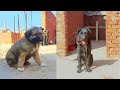 Ferocious Puppy Most Aggressive Real Giant EGYPTING KANGAL DOG ​​ Shorts DPG39