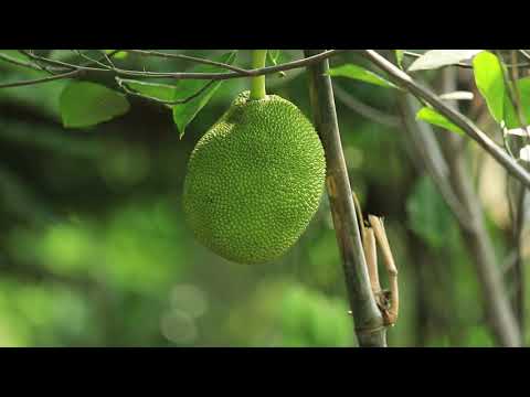 รักษ์ผืนดิน ถิ่น ส.ป.ก. ปี ๓ : (๕) วิศวกรคืนถิ่น พลิกฟื้นผืนดิน สู่ต้นแบบโคกหนองนาโมเดล จ.ปทุมธานี