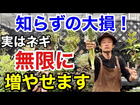 園芸 菜園に欠かせない常緑玉ねぎ、ネギ。