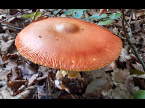 blagva ili jajčara (Amanita caesarea)