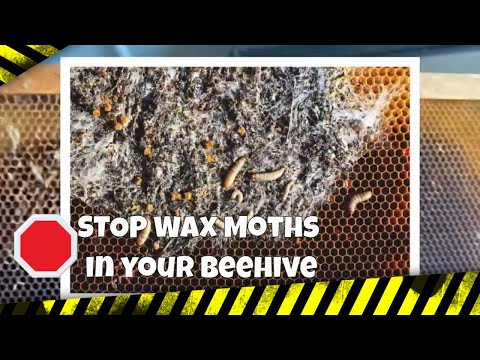 STOP Wax Moths in your beehive | Beekeeping 101
