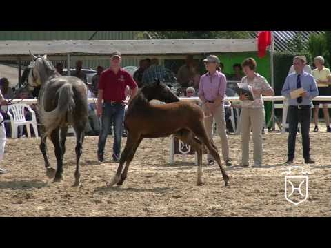 Holsteiner Fohlenchampionat 2016 - Nordfriesland - Siegerhengstring