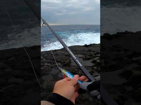Shore jigging setup Shimano Coltsniper Xtune paired with a Saragosa 40lb braid, 80lb leader, 80g jig