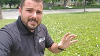 How to get rid of white flower vines in lawn