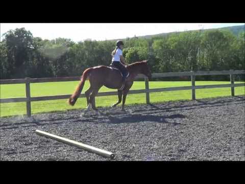 Quintino2 - Imported gelding by Quaterback