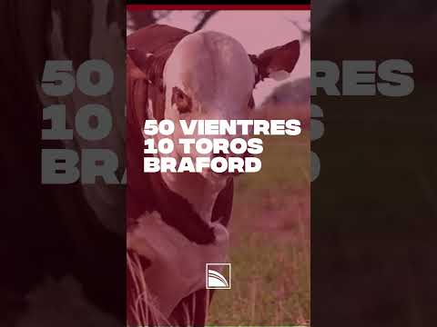 Remate Raza Carne: Est. La Carreta & La Lehmann este 9 de Diciembre 2025