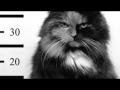 Special Whiskers Unit Law And Order SVU Parody