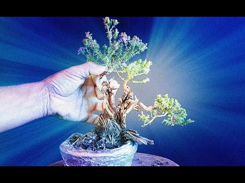 Bonsai Tree Thyme 26 Step 1