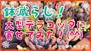 【多肉植物】【ガーデニング】鉢減らし！大型テラコッタに寄せてみた(^^)