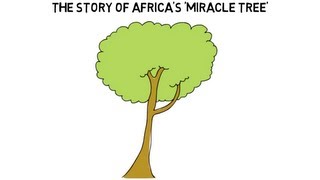 preview picture of video 'Africa's Miracle Tree (UMTV)'